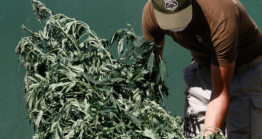 Carabineros incautó 154 plantas de marihuana desde invernadero de flores en La Ligua