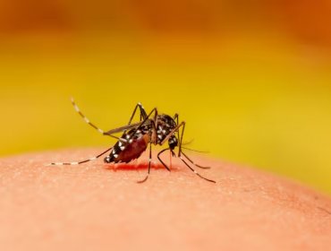 Seremi de Salud de Valparaíso confirma detección de dos casos importados de dengue en San Antonio