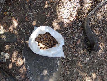 Hombre fue detenido por hurto de semillas de palma chilena y uso ilegal del fuego en parque La Campana de Hijuelas