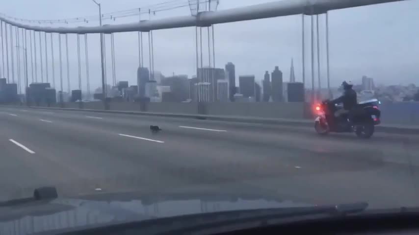 Pequeño chihuahua desata persecución policiaca en San Francisco