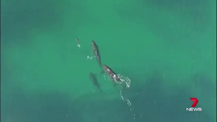 La asombrosa escena de unas orcas cazando a un tiburón
