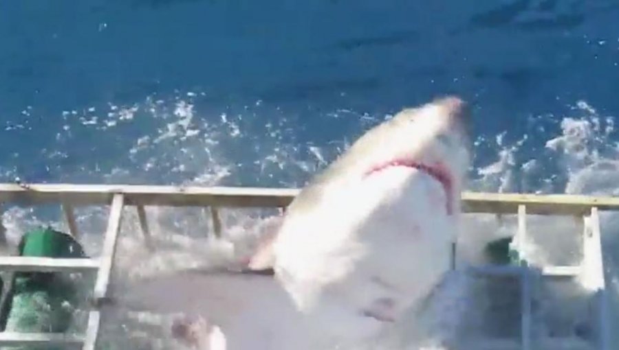 Terror en altamar: Tiburón irrumpe en jaula donde se encontraba buceador