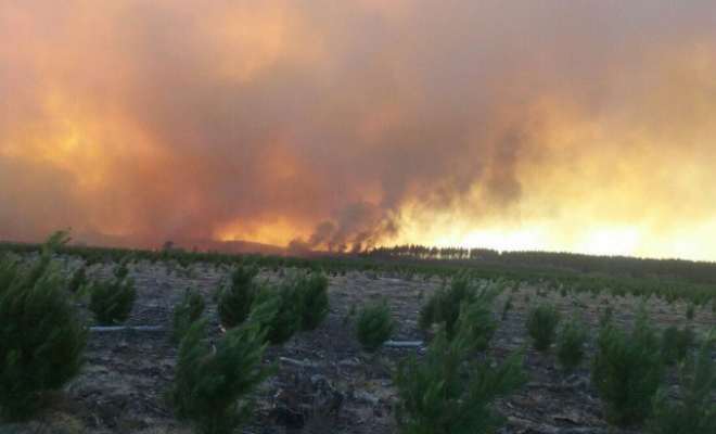 Incendio forestal en Parral deja 3 mil evacuados y más de 40 casas destruídas
