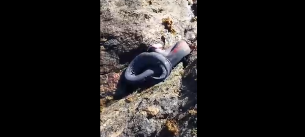 Anguila Babosa: El extraño animal que fue grabado en las costas de Tirúa
