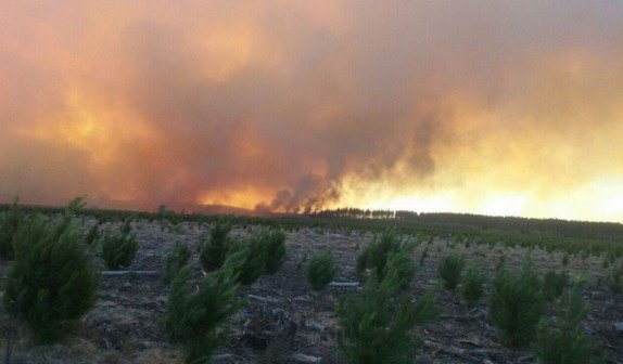 Onemi confirma que incendio forestal de Parral se encuentra controlado