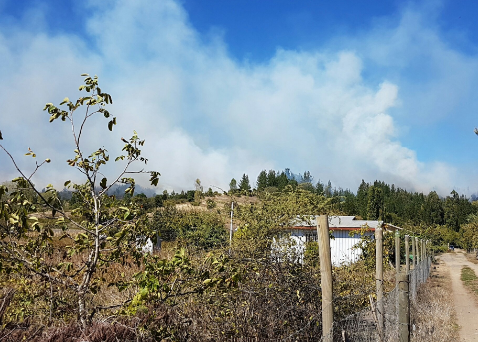 Incendio forestal afecta a sector de Santa Cruz de Cuca en Chillán