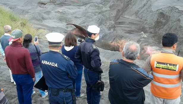Armada entierra a ballena varada encontrada en las costas de Pelluhue