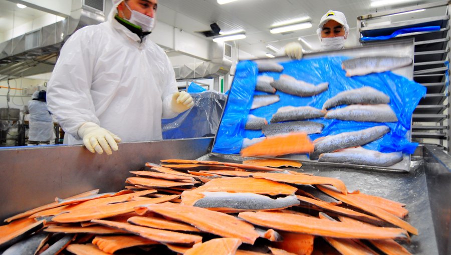 Preocupante llamado a no consumir salmones producidos en Chile puede remecer industria