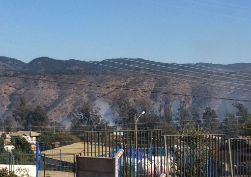 Incendio forestal se registra en Jardín Botánico de Viña del Mar