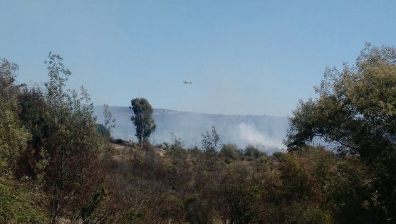 Se registra nuevo incendio forestal en Jardín Botánico de Viña del Mar