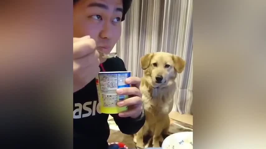 Viral: El perro más tímido del mundo que no se atreve a mirar a su dueño