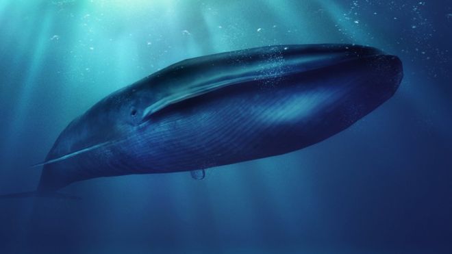 Qué es el peligroso juego de "La ballena azul" y por qué preocupa a las autoridades