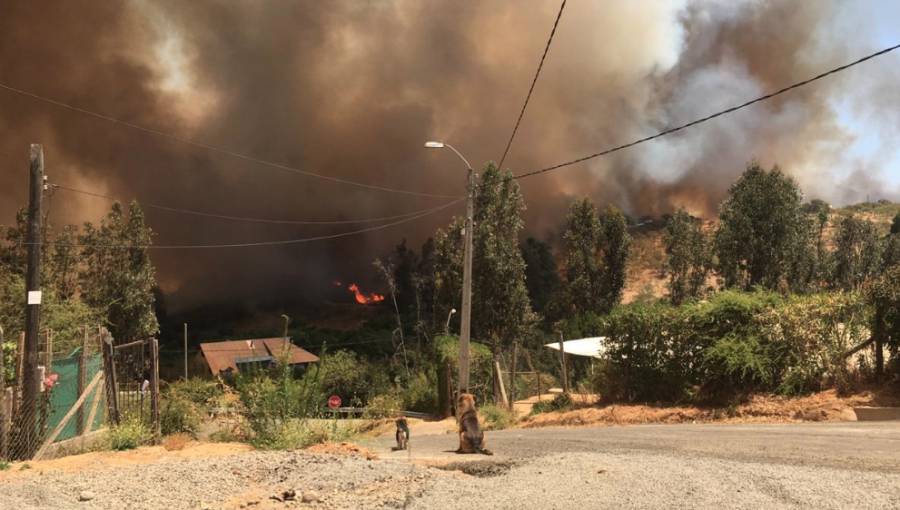 60 viviendas destruidas deja incendio forestal en Limache: más de 250 damnificados