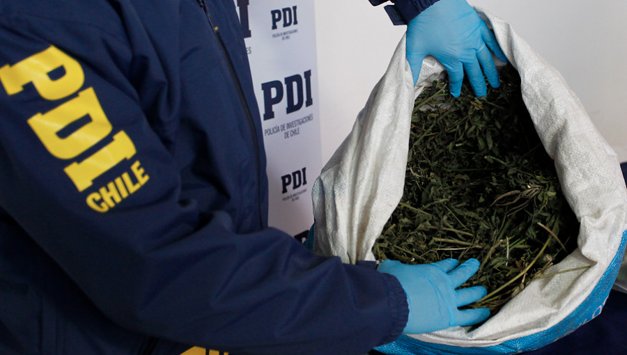 PDI erradicó ocho focos de cultivos ilegales de marihuana en La Ligua