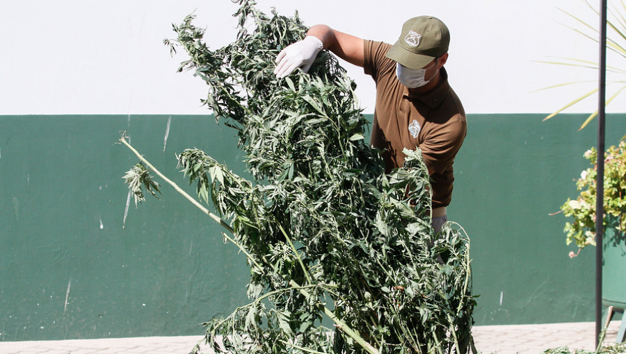 Incautan 144 plantas de cannabis sativas en dos sectores de Limache