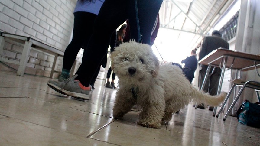 El 12 de febrero termina la marcha blanca del Registro Nacional de Mascotas
