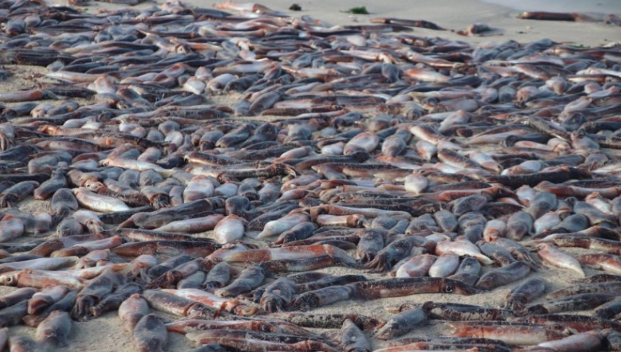 Miles de jibias aparecieron varadas en Bahía Inglesa: recomendaron no consumirlas