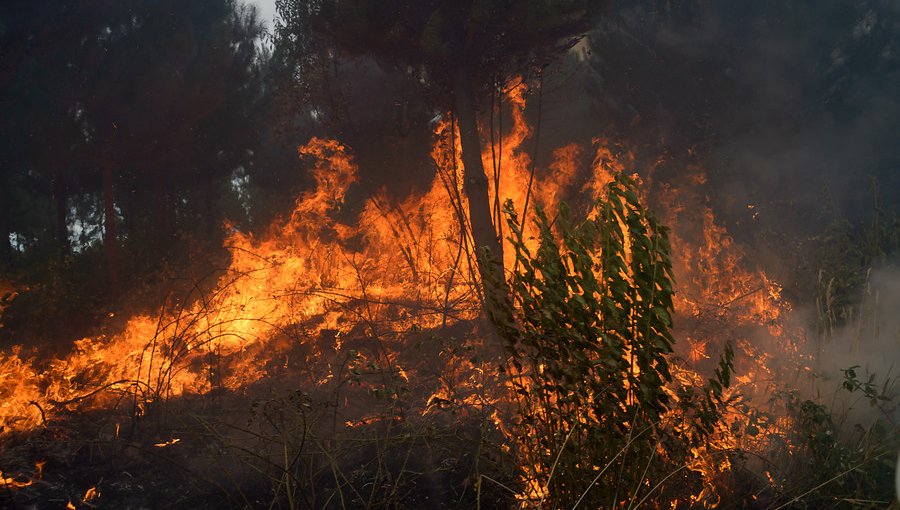 Cuatro comunas del Biobío registran gigantescos incendios forestales: investigan intencionalidad