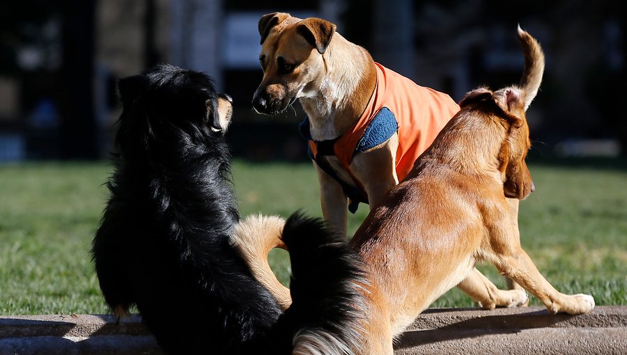 Gobierno anuncia $1.400 millones para esterilizaciones de perros callejeros