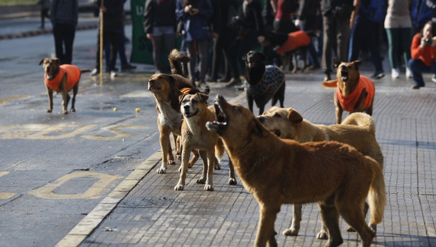 Estudio indica que los perros callejeros generan más temor que los robos