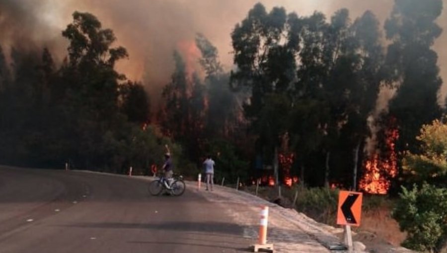 Alerta Roja en Casablanca por incendio forestal: emergencia fue controlada