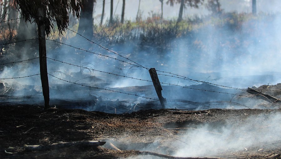 Onemi informó que 19 incendios forestales se mantienen activos en el país