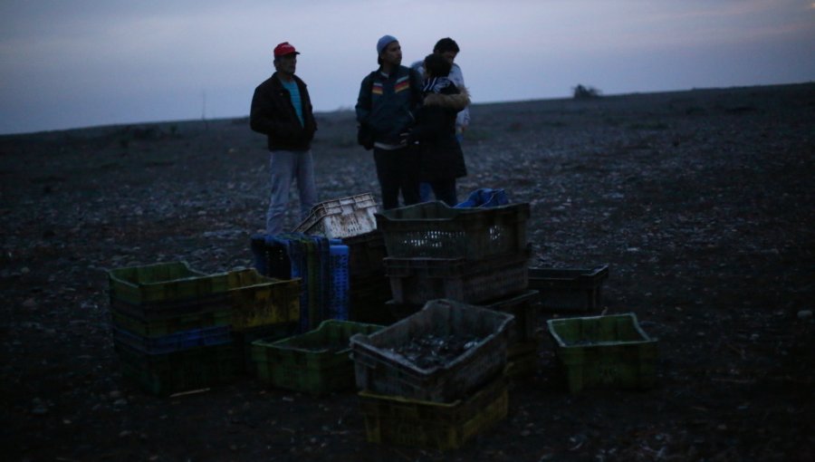 Levantan prohibición de extracción de mariscos al sur de Chiloé por marea roja