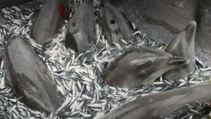 Antecedentes vincularían a Corpesca en la muerte de una veintena de delfines en Mejillones