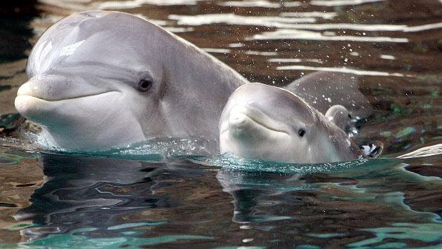 Comisión de Medio Ambiente del Senado se suma a querella por muerte de delfines