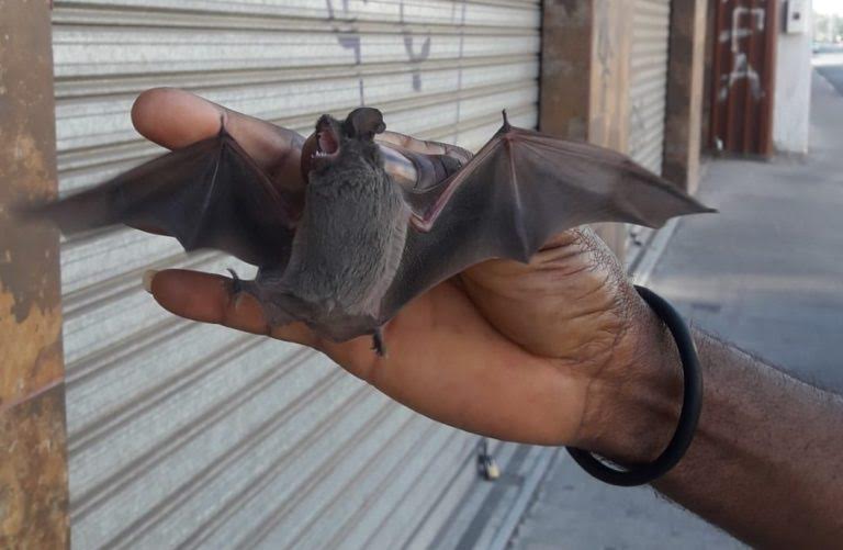 Colonia de murciélagos en pleno centro de La Calera activa las alarmas en la población