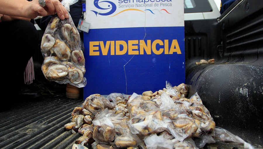 Tres sujetos que vendían locos en veda fueron detenidos en Caleta Portales de Valparaíso