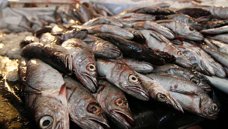 Seremi de Salud redoblará las fiscalizaciones a los restaurantes que expenden mariscos y pescados