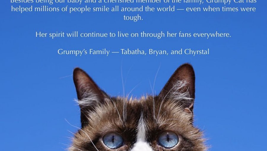 Murió Grumpy Cat, el 'gato gruñón' más famoso de internet