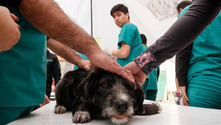 Macabro maltrato animal: Sujeto patea y salta sobre abdomen de su perro en Independencia