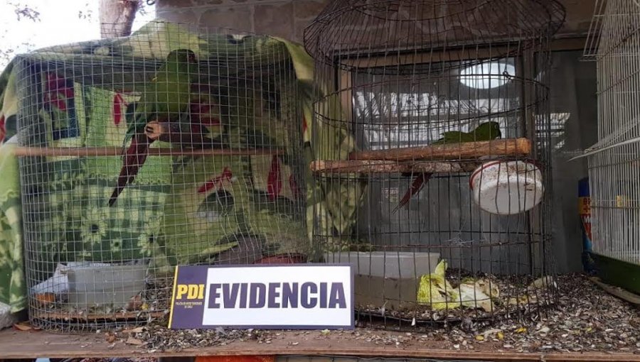Brigada de Delitos Contra el Medio Ambiente rescata aves protegidas en Quilpué