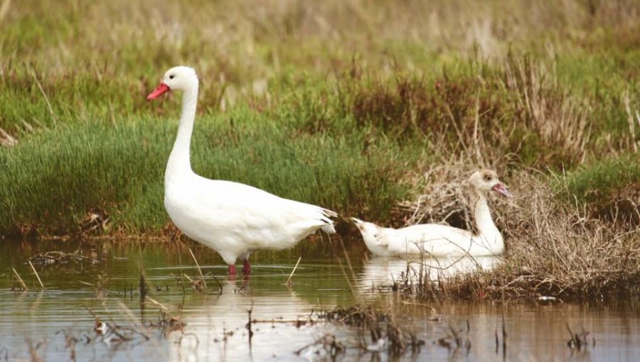 Santo Domingo: 11.280 aves se censaron durante el año pasado en la Reserva Nacional El Yali