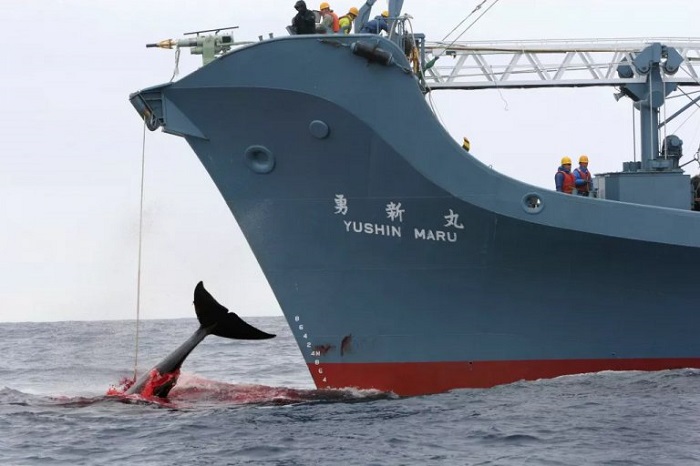 Japón reanudó la caza comercial de ballenas por primera vez en 30 años