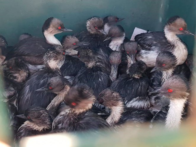 Indignación causa hallazgo de aves que estarían contaminadas con hidrocarburos en Quintero