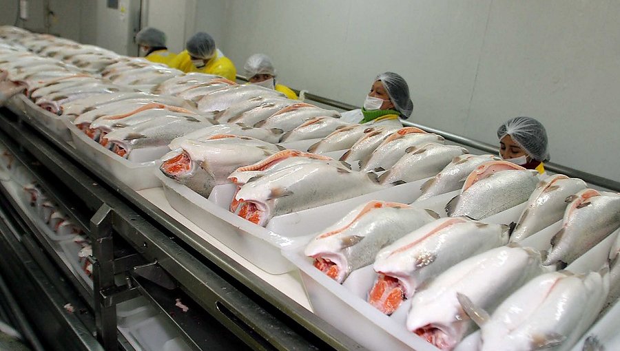 Nova Austral mejorará sistema de producción y admitió fallas en los reportes de mortalidad de salmones
