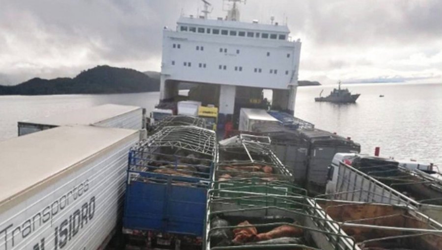 Tres días durará el rescate de ganado desde barco que encalló en Aysén