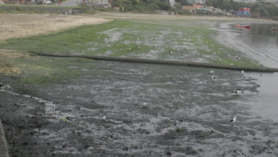 Responsabilizan a Essal por presencia de coliformes fecales en bahía de Ancud