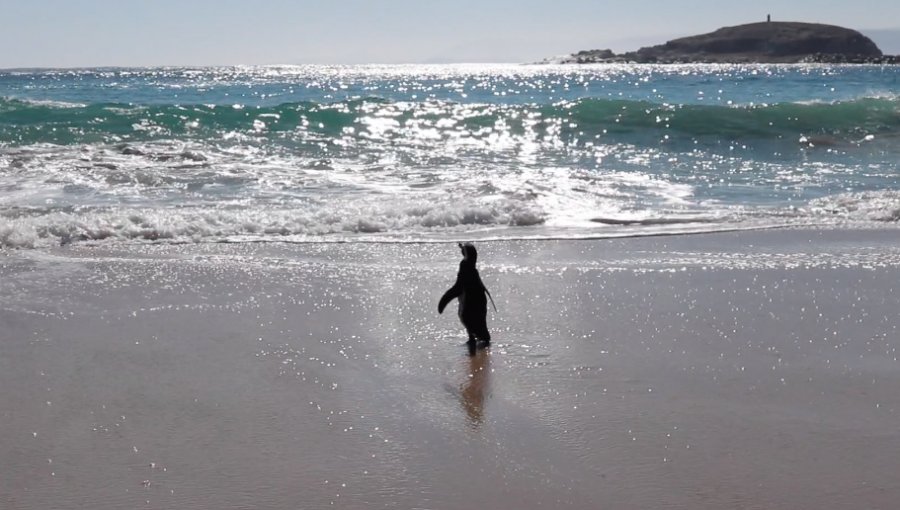 Final feliz en Algarrobo: Pingüino Magallánico volvió al mar tras pasar dos meses en rehabilitación