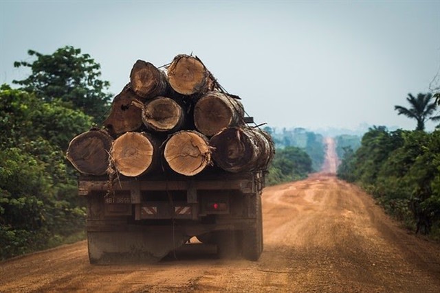 Greenpeace: Políticas de Jair Bolsonaro están destruyendo el Amazonas de Brasil