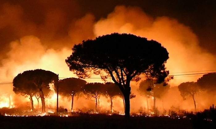 Movimiento de Gretha Thunberg protestará ante Embajadas de Brasil en todo el mundo por incendio en el Amazonas