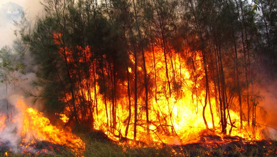 Declaran alerta roja para las comunas de Catemu y Panquehue por incendio forestal