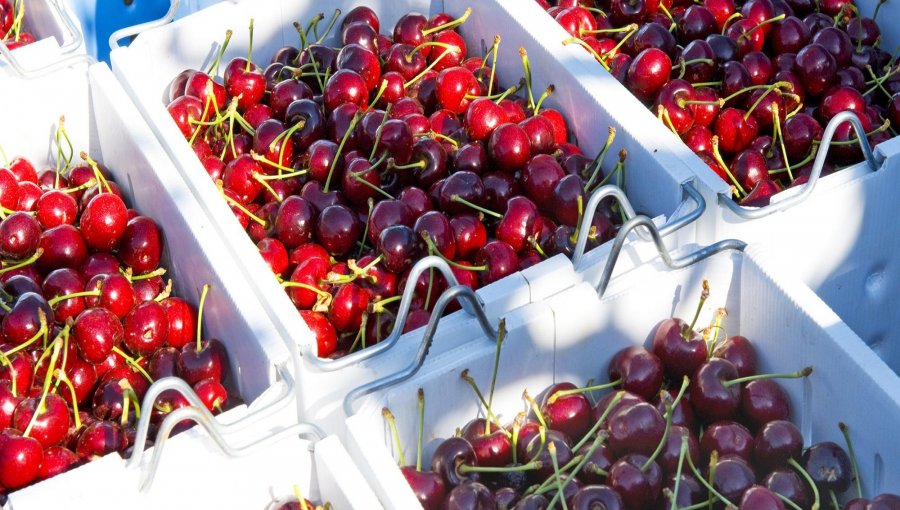 Exportaciones de cerezas superan por primera vez a los de uva de mesa