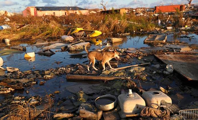 220 perros y 50 gatos murieron en un albergue tras paso del huracán Dorian en Bahamas