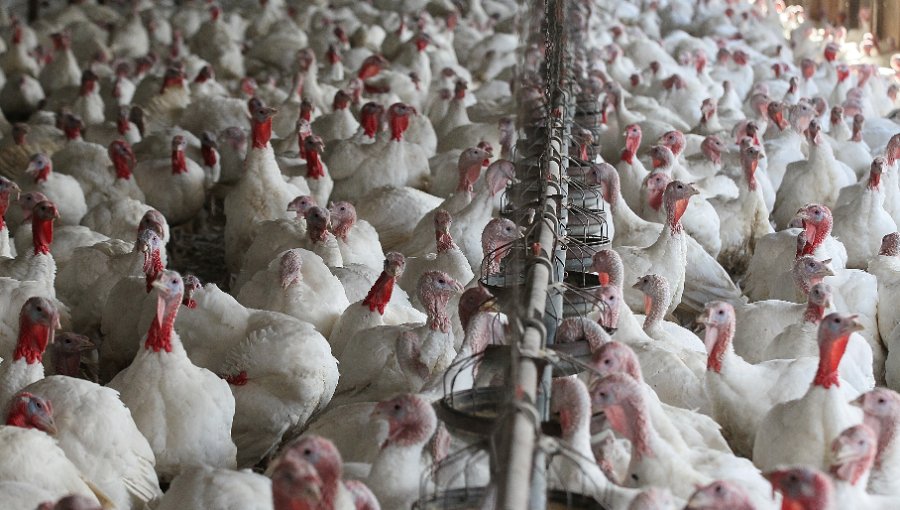 65 mil pavos debieron ser sacrificados en empresa Sopraval de Nogales por brote de gripe aviar