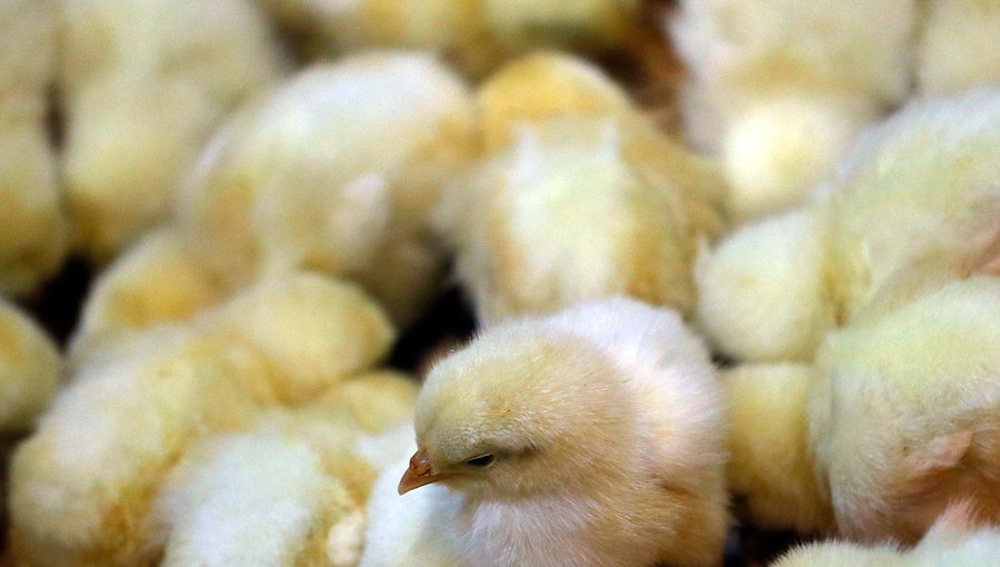Perú prohíbe la importación de pollos y pavos chilenos por posible influenza aviar