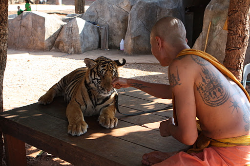 86 de los 147 tigres confiscados a templo budista de Tailandia perdieron la vida